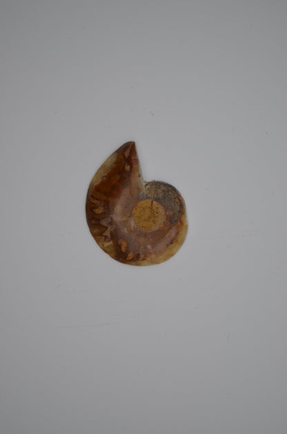 baby ammonite