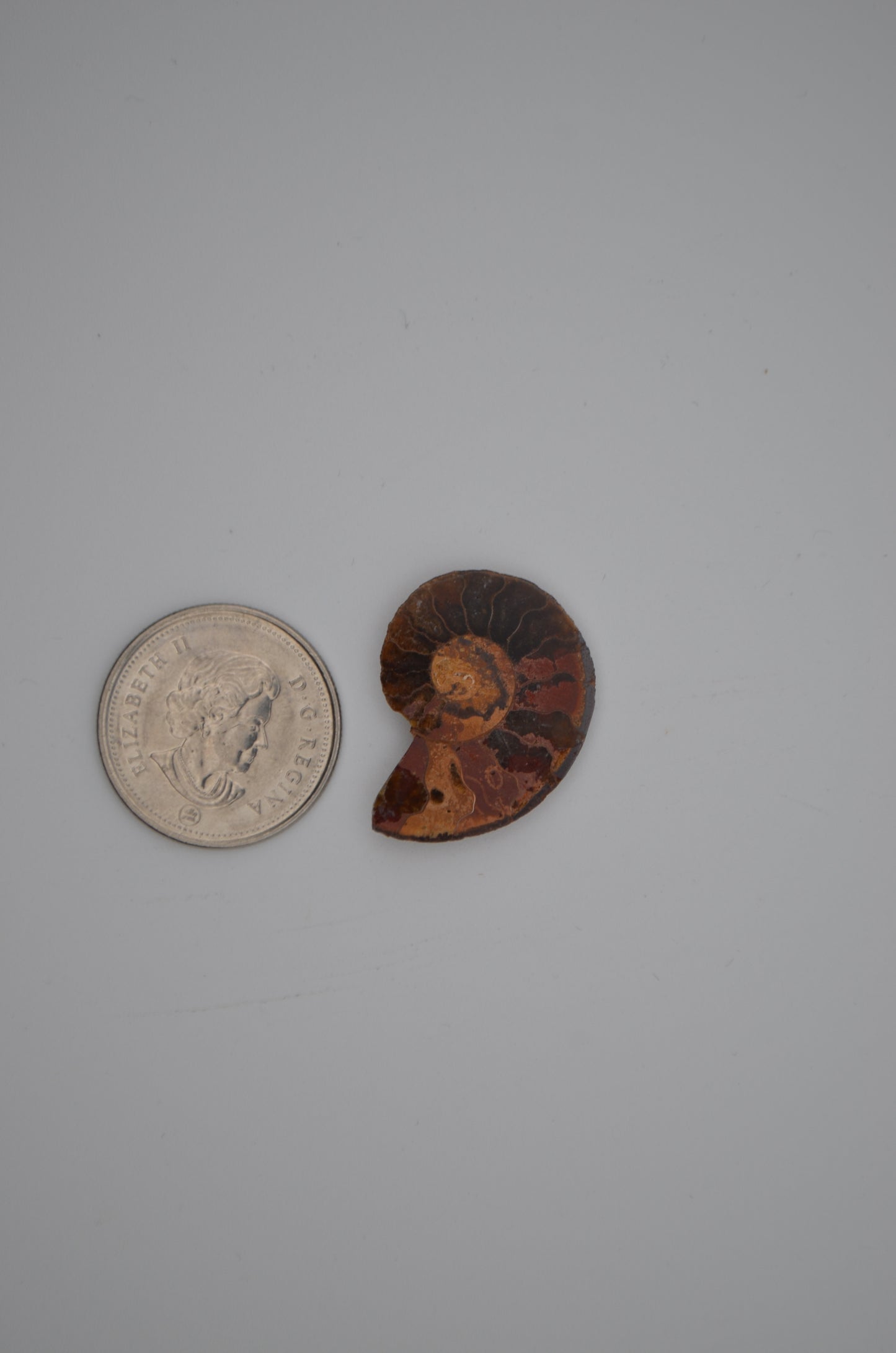 baby ammonite