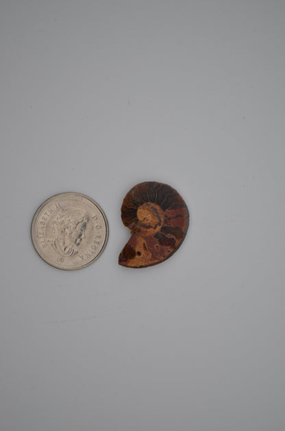 baby ammonite