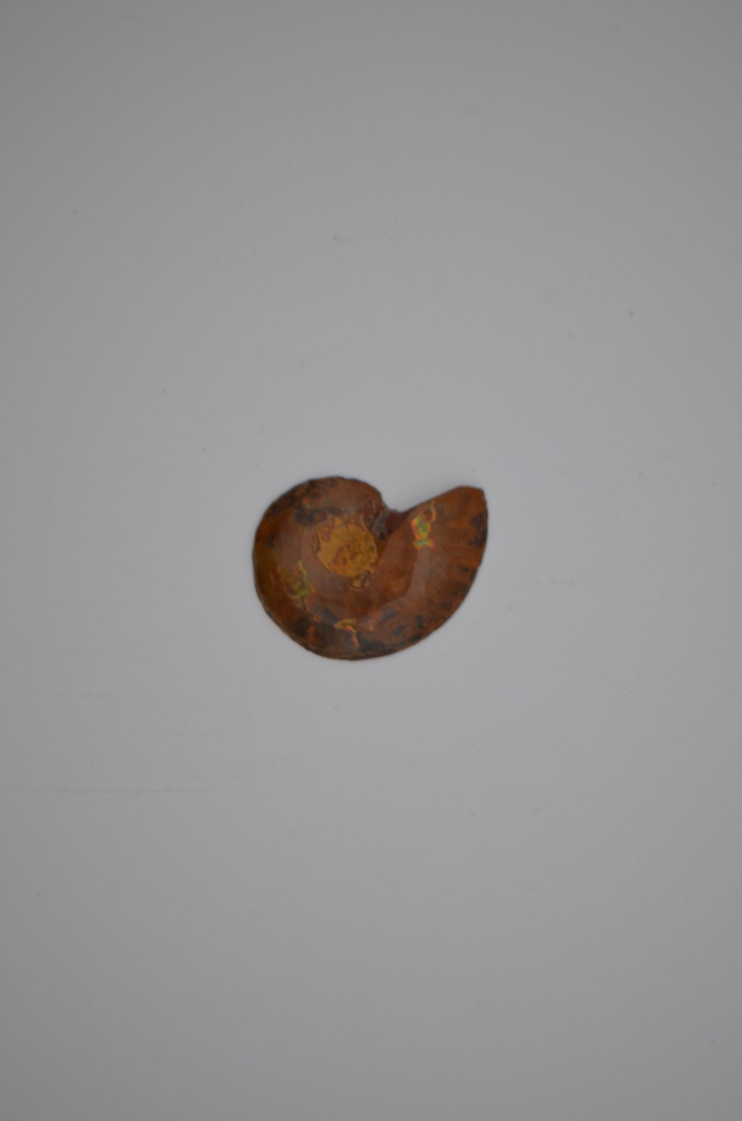 baby ammonite
