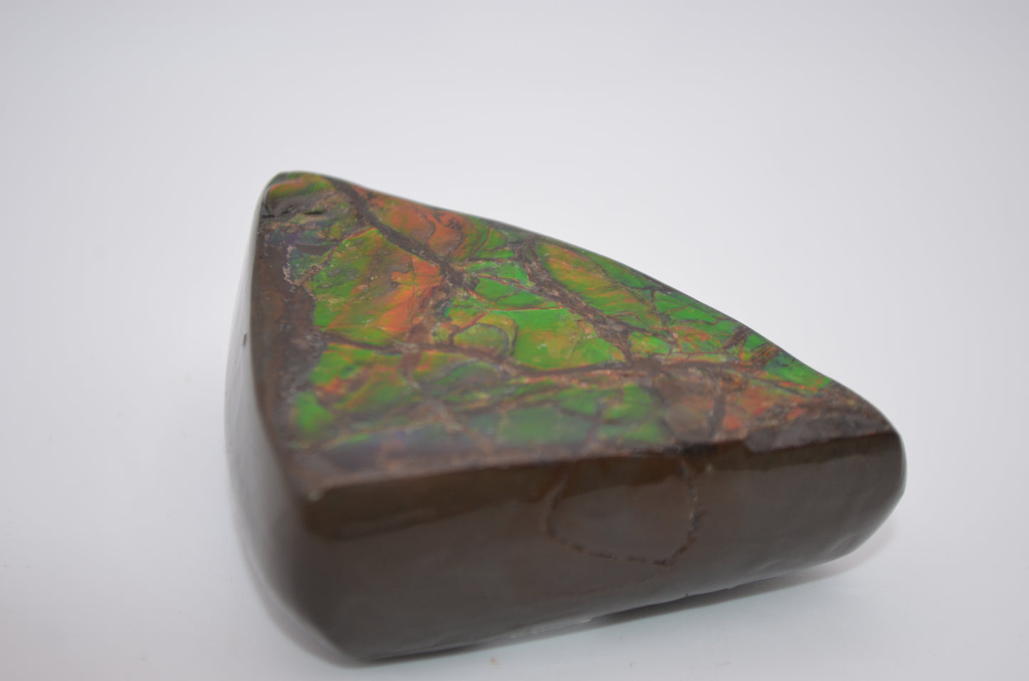 Ammolite palm stone