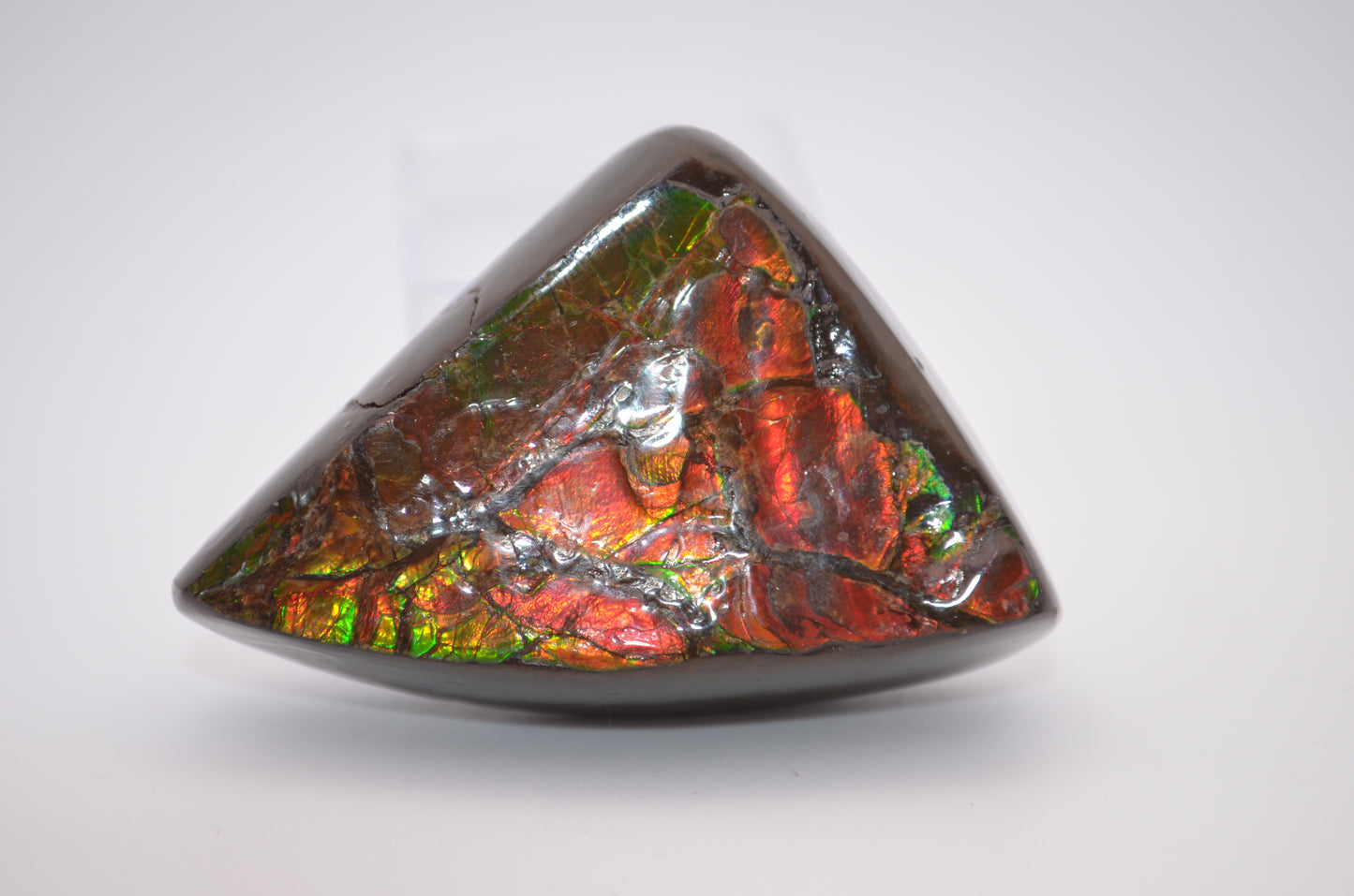 Ammolite palm stone
