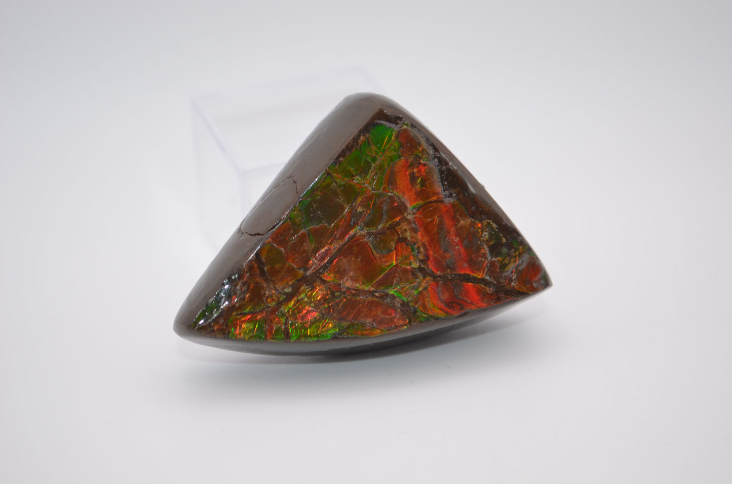 Ammolite palm stone