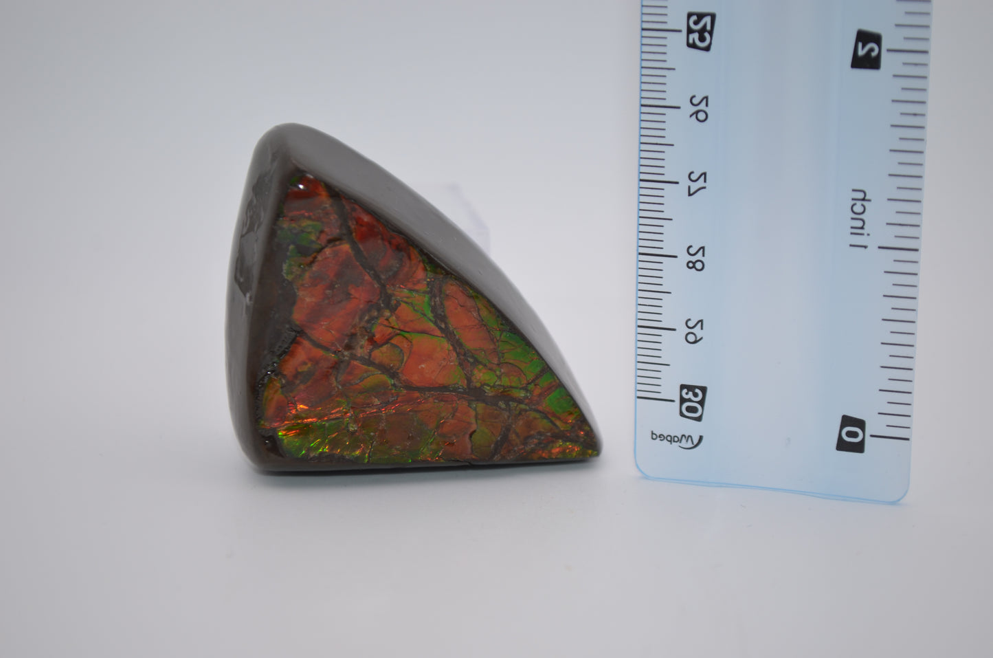 Ammolite palm stone