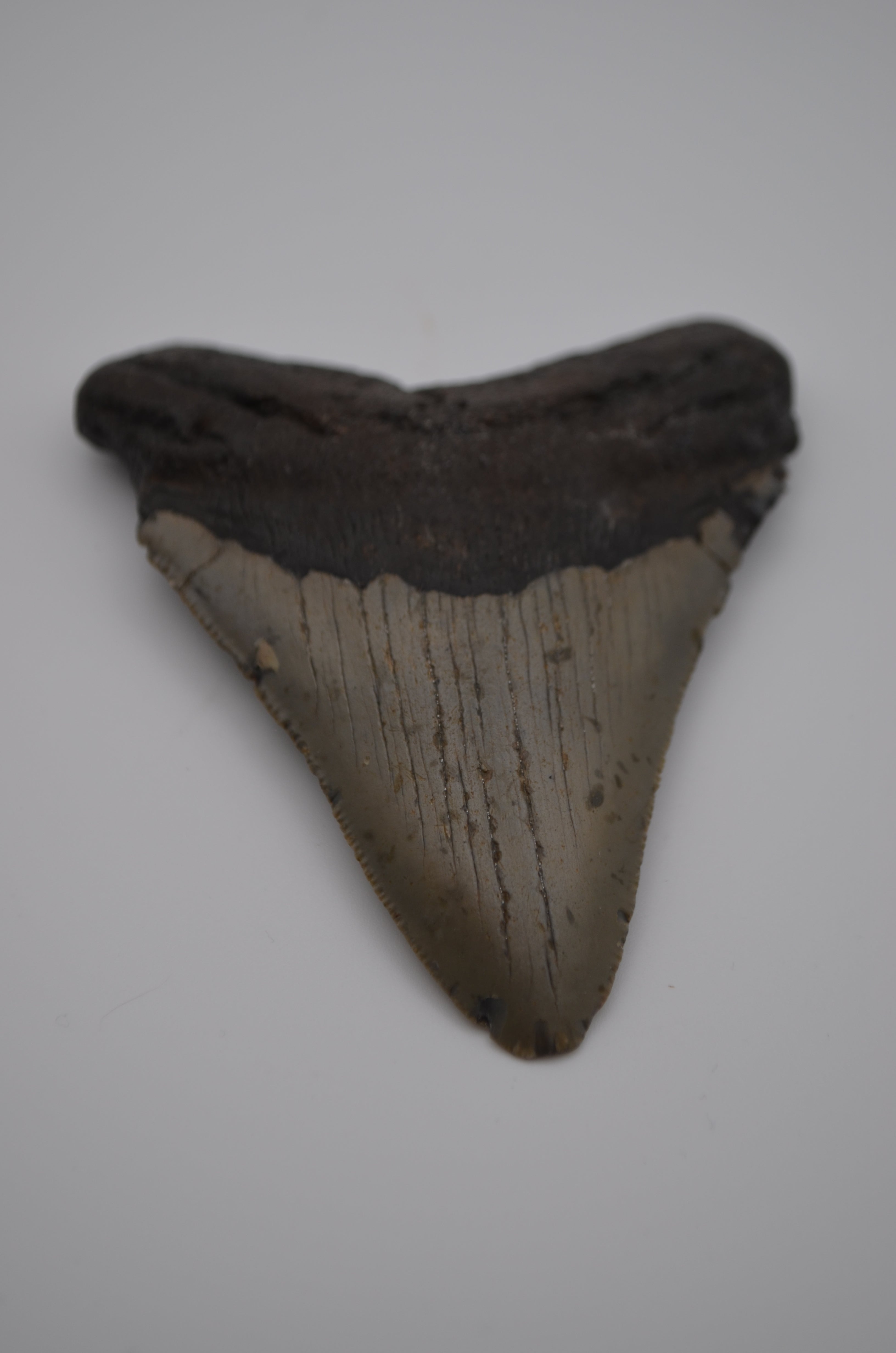 Megalodon tooth – Nanaimo Rock and Gem