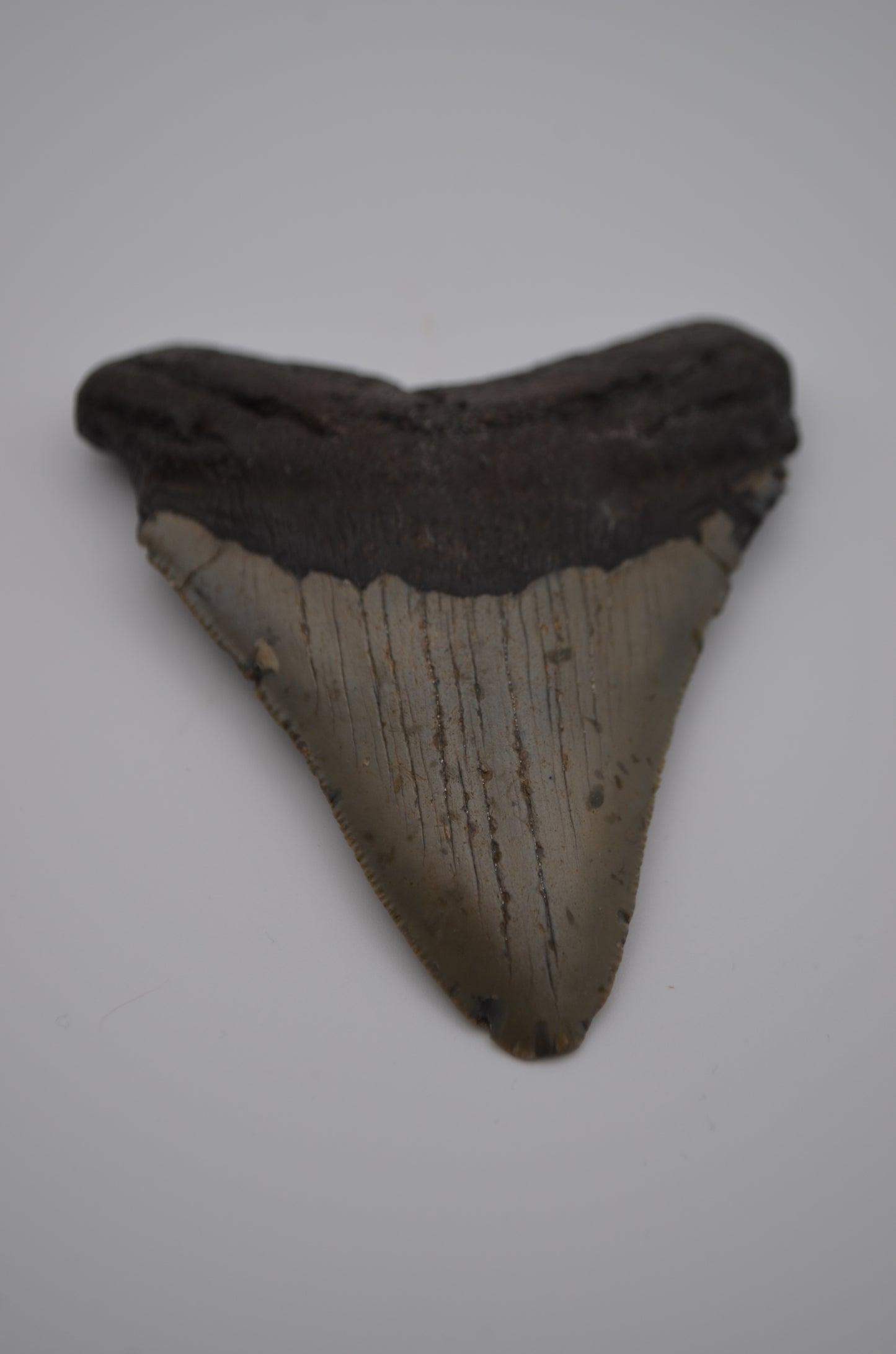 Megalodon tooth