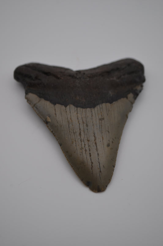 Megalodon tooth