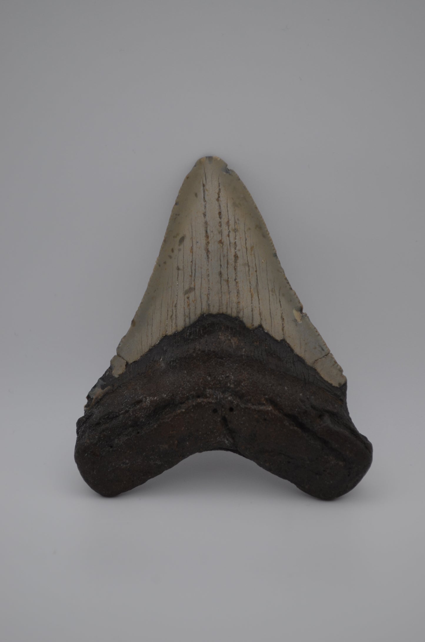 Megalodon tooth