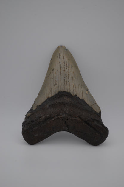 Megalodon tooth