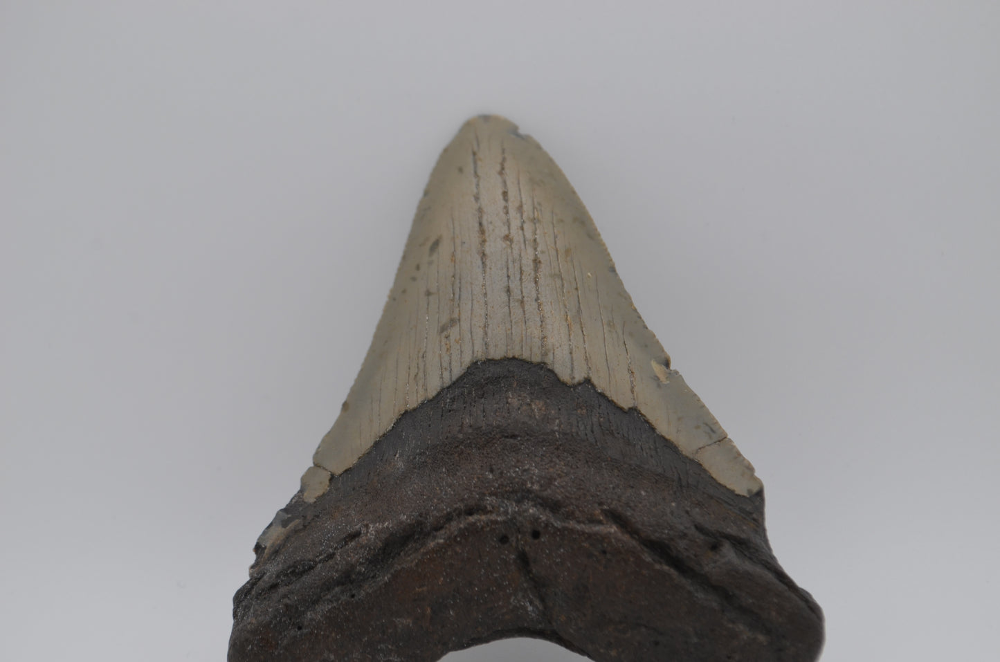 Megalodon tooth