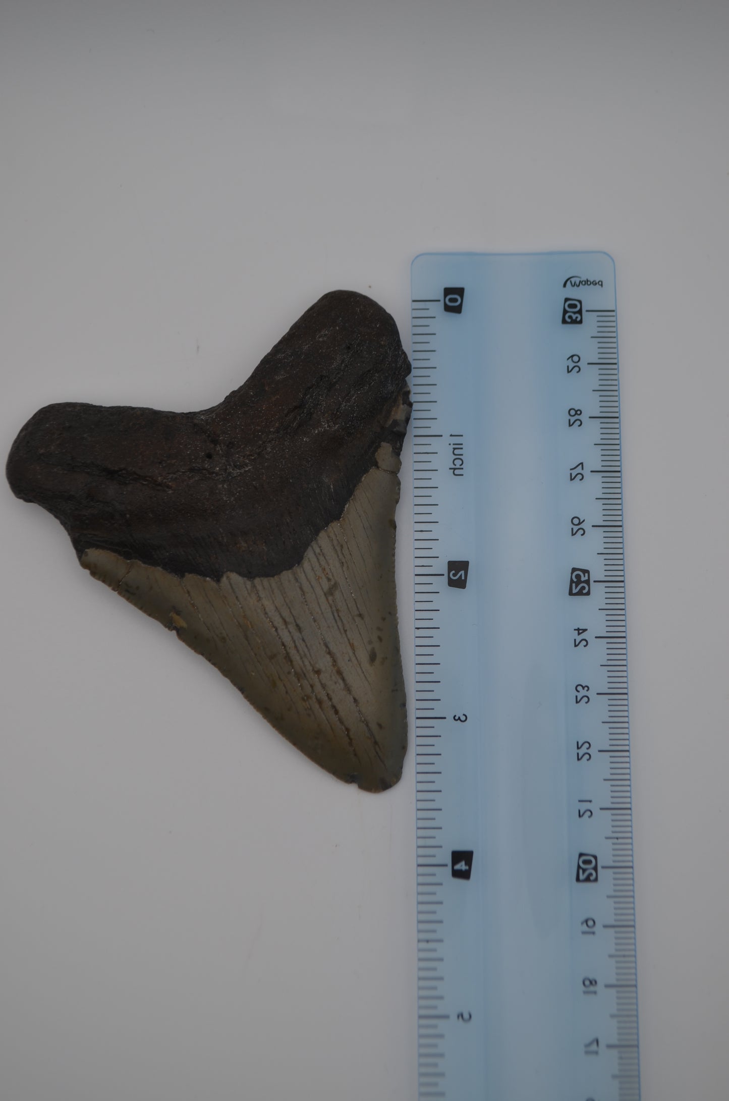 Megalodon tooth