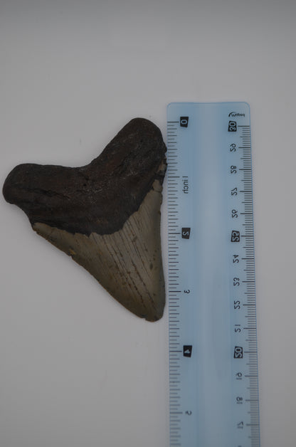 Megalodon tooth