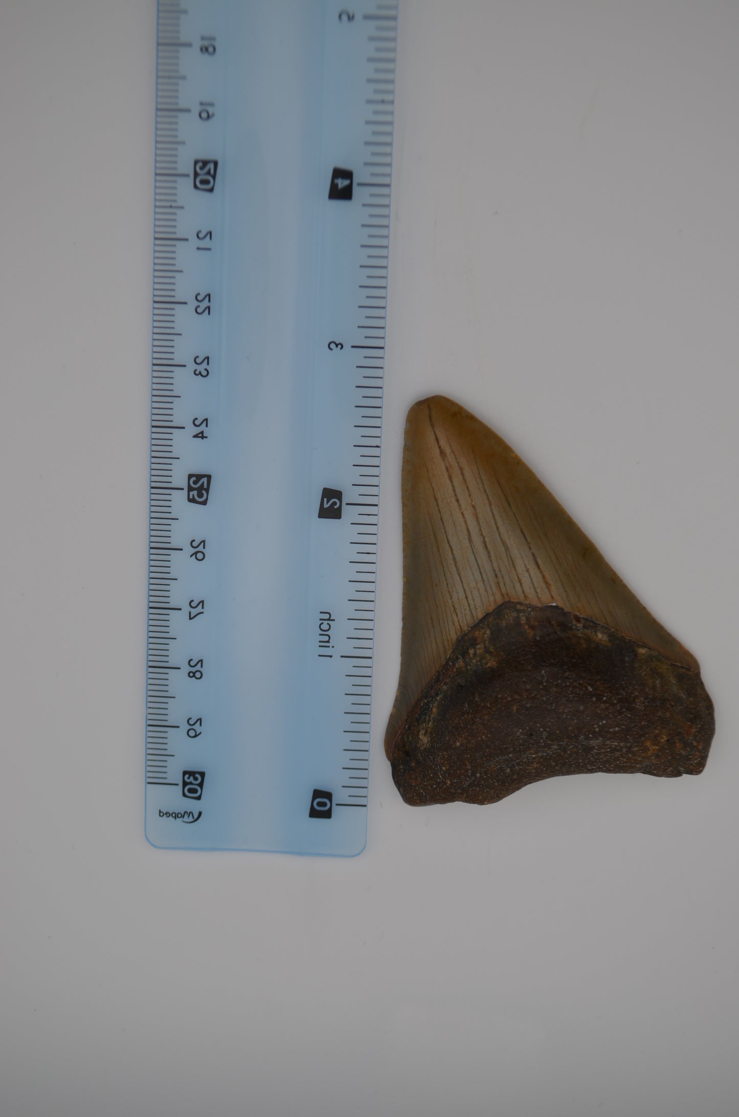 South carolina megalodon tooth