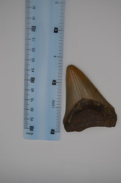 South carolina megalodon tooth