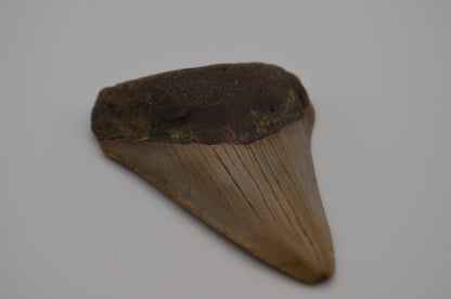 South carolina megalodon tooth