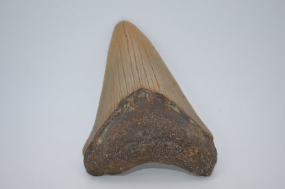 South carolina megalodon tooth