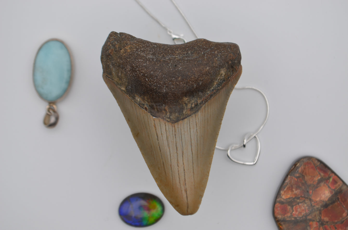 South carolina megalodon tooth