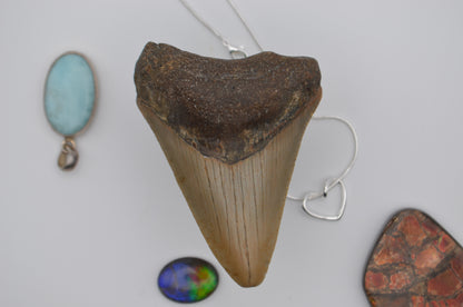 South carolina megalodon tooth