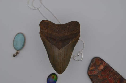 iridescent megalodon tooth