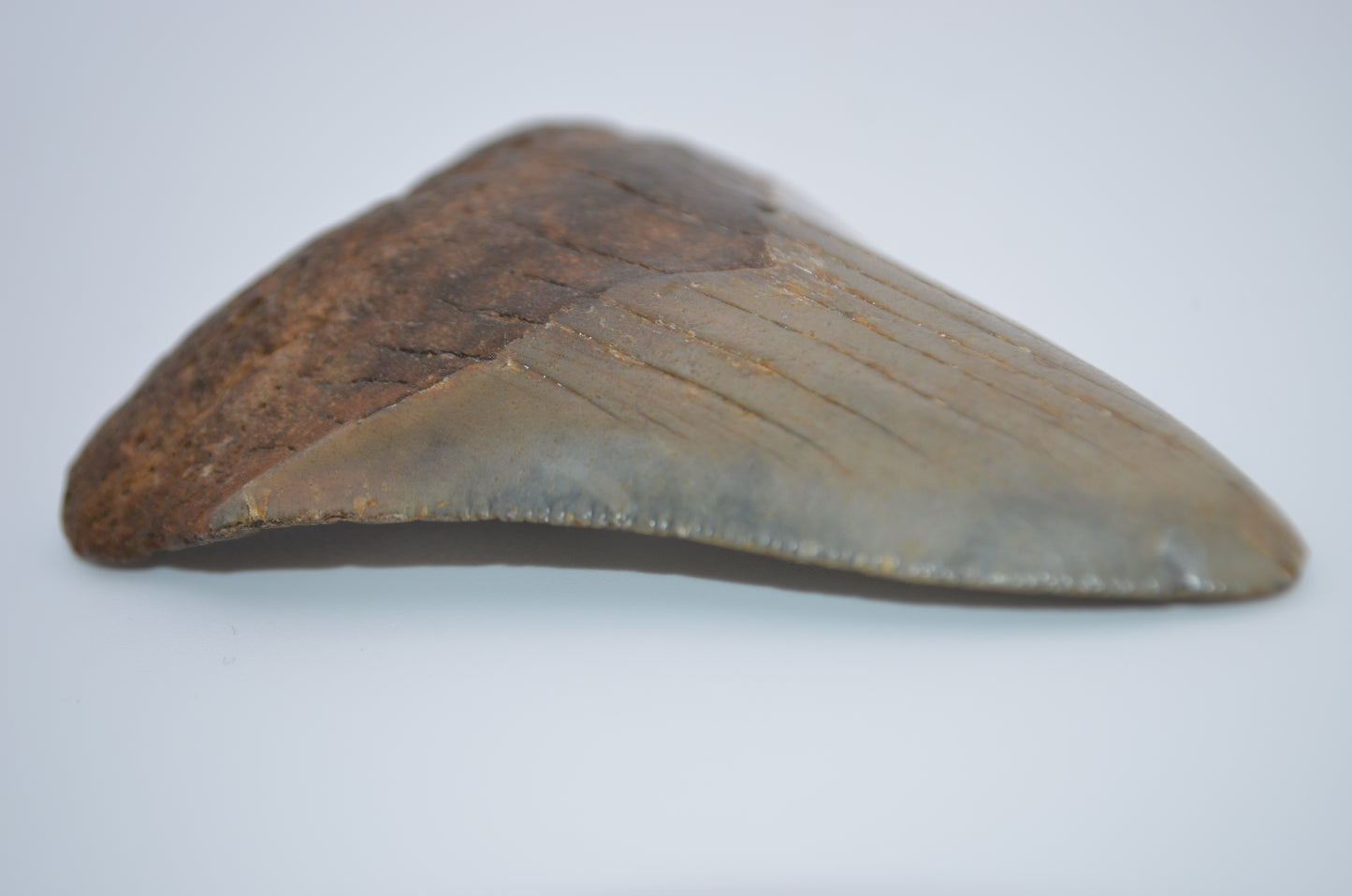 iridescent megalodon tooth
