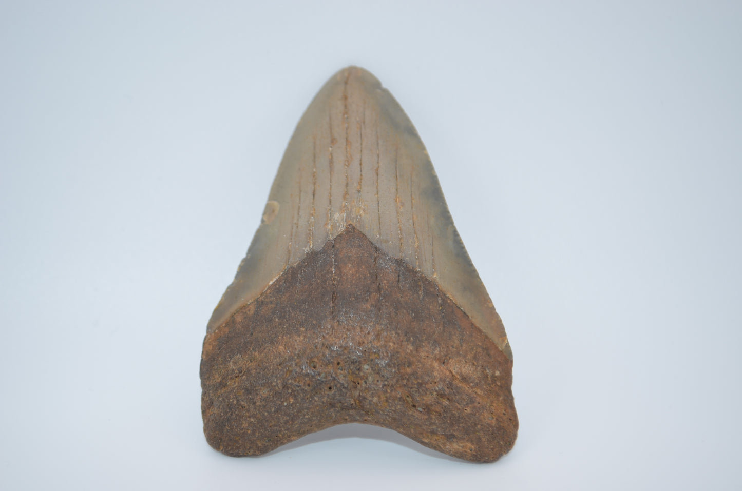 iridescent megalodon tooth