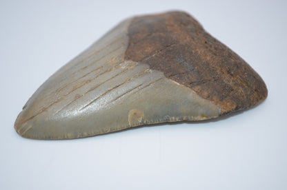 iridescent megalodon tooth