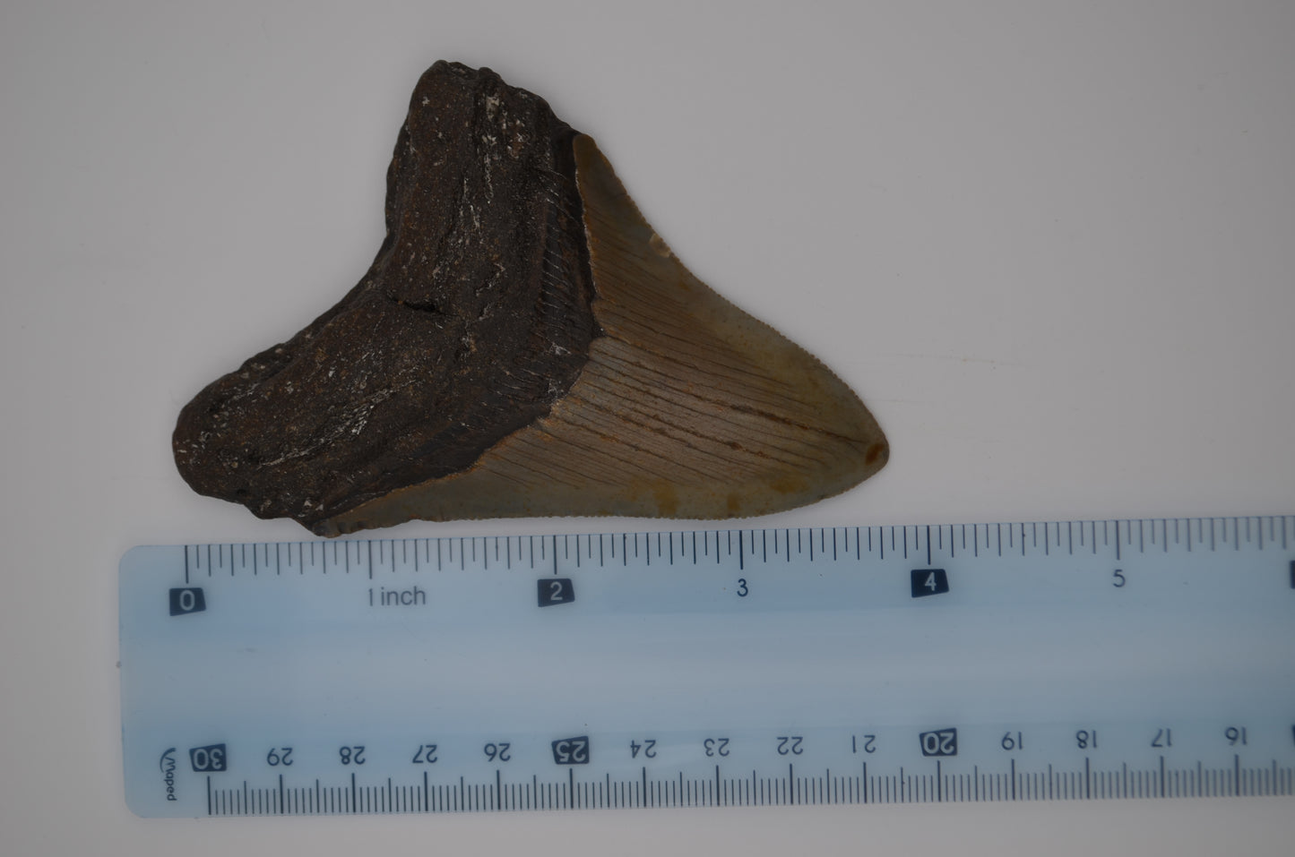 Sharp Megalodon tooth