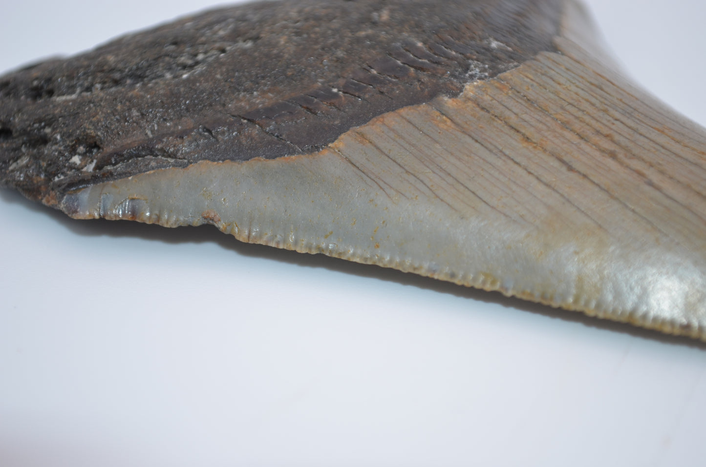Sharp Megalodon tooth