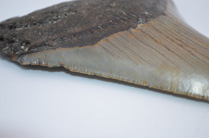 Sharp Megalodon tooth