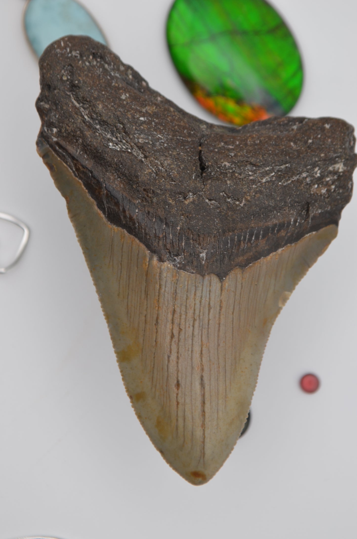 Sharp Megalodon tooth