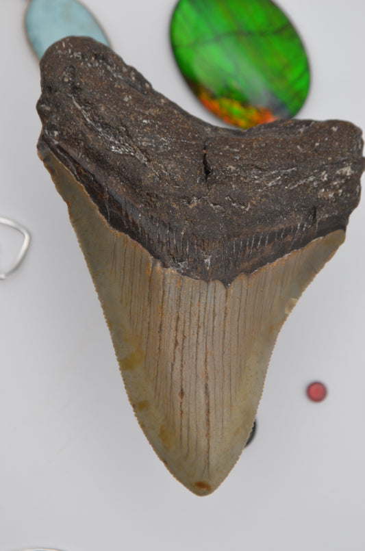 Sharp Megalodon tooth