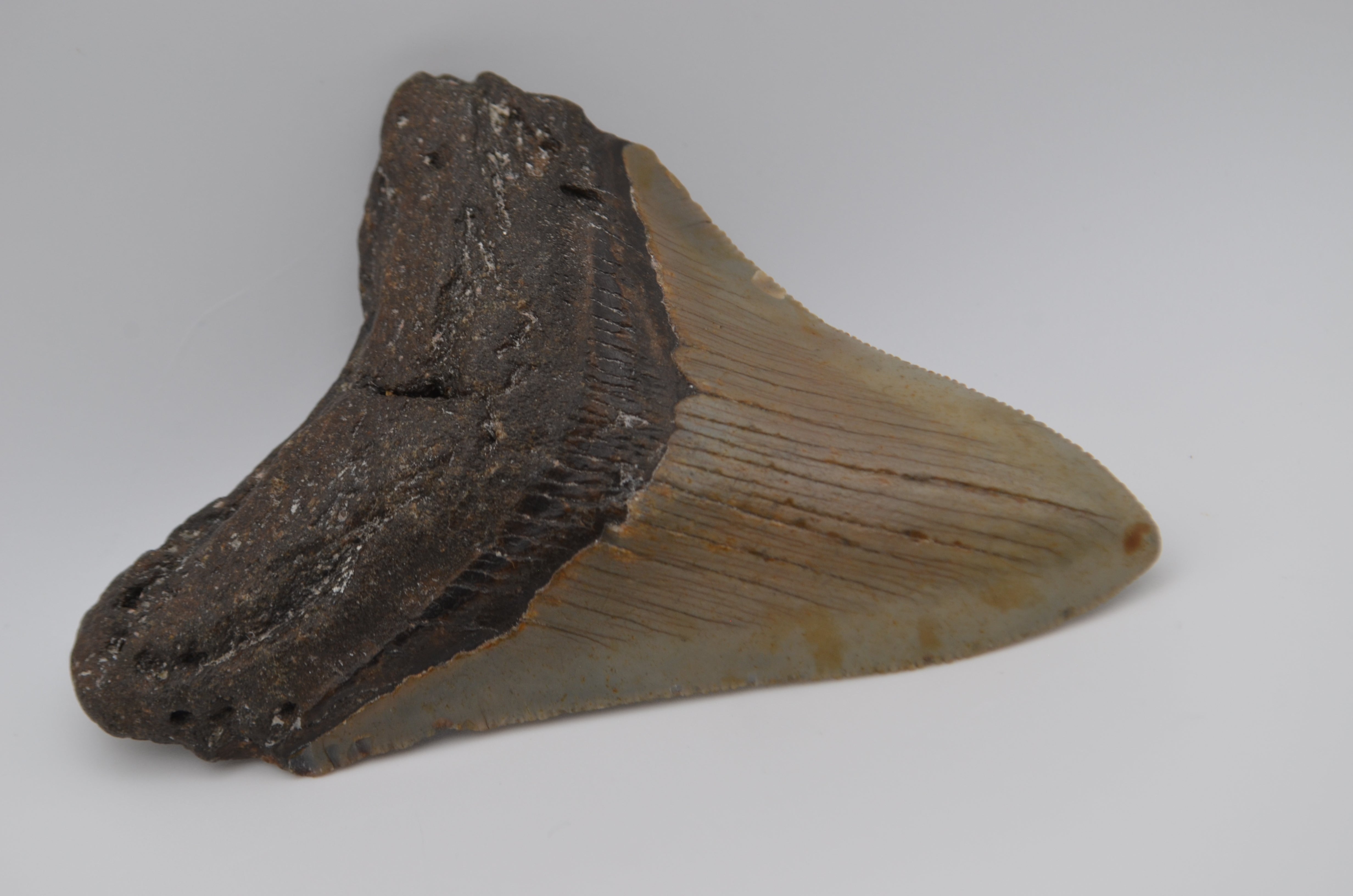 Sharp Megalodon tooth – Nanaimo Rock and Gem