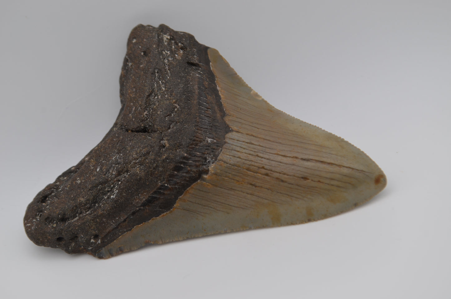 Sharp Megalodon tooth