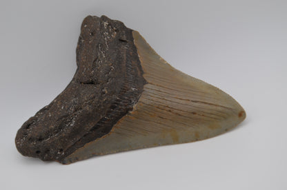 Sharp Megalodon tooth