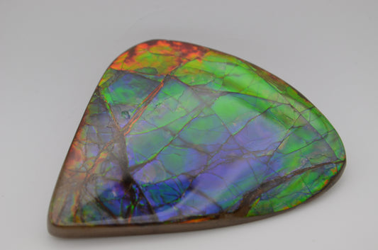 pristine Ammolite Gem