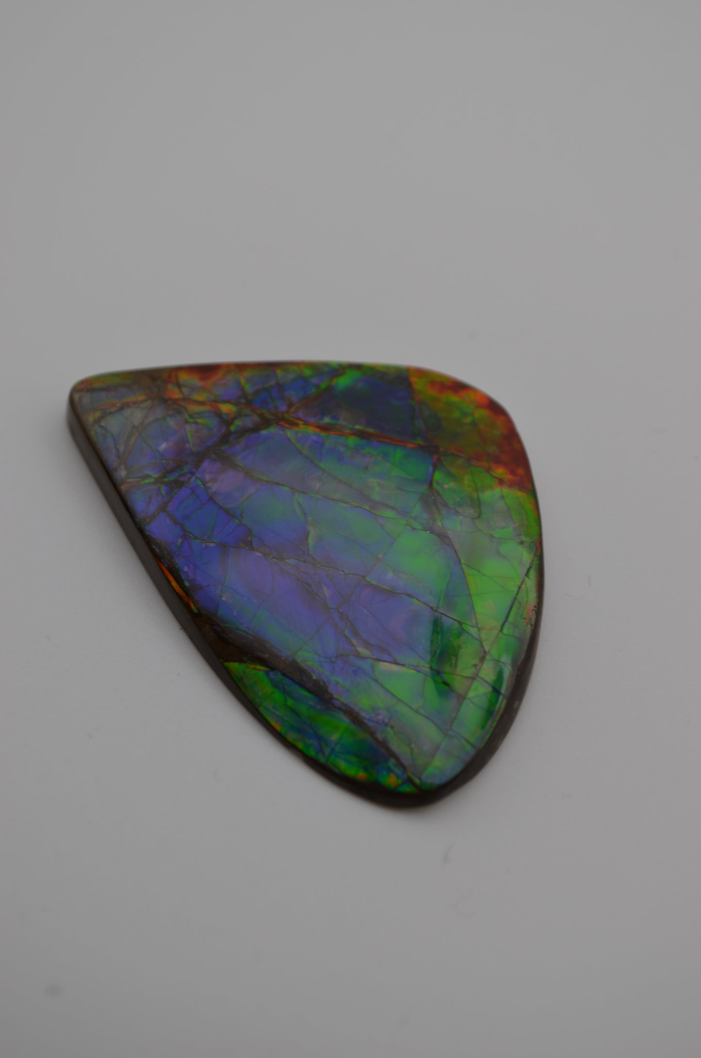 pristine Ammolite Gem