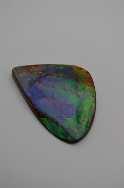 pristine Ammolite Gem