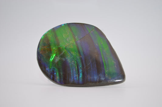 Wave ammolite