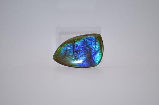 Imperial ammolite