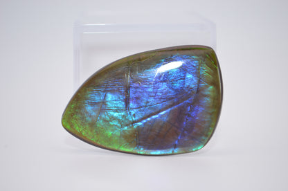 Imperial ammolite
