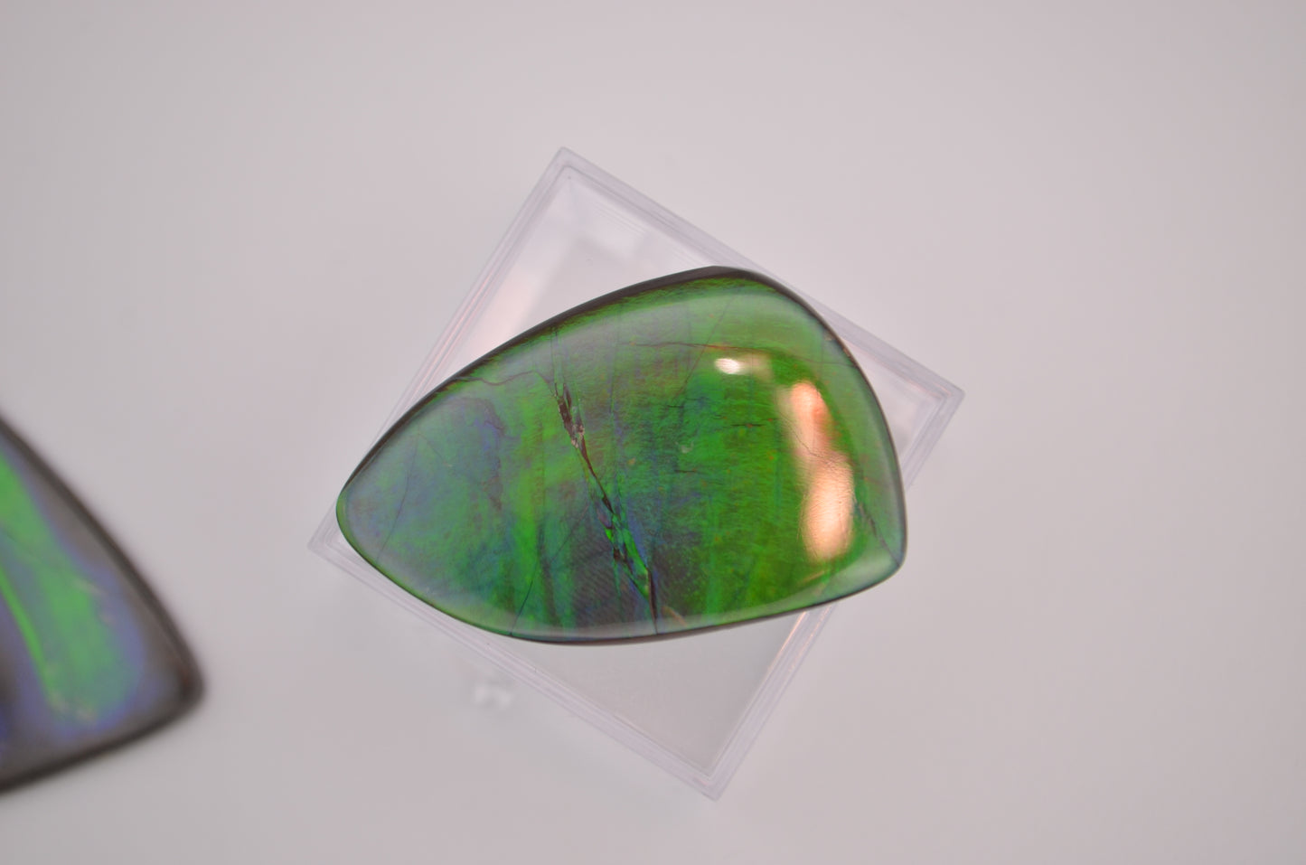 Imperial ammolite