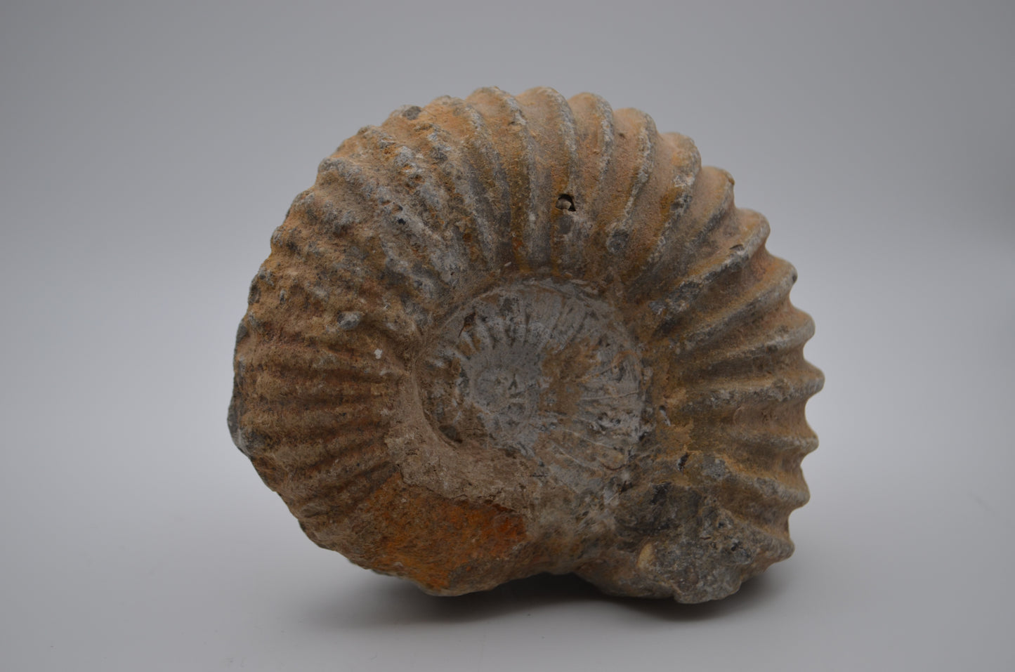 Ammonite