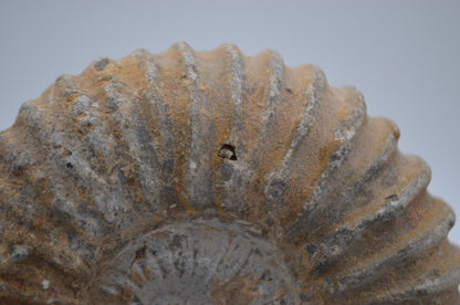 Ammonite