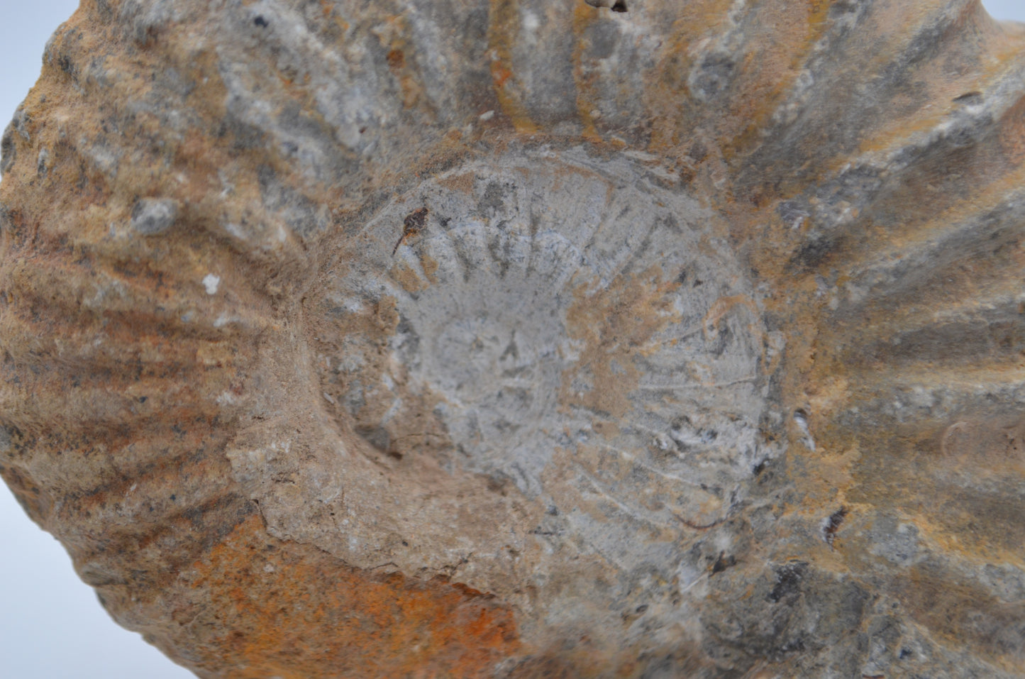 Ammonite