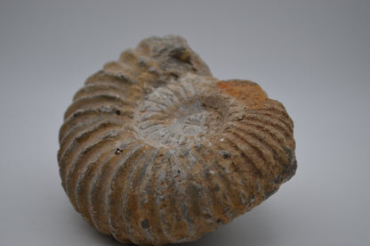 Ammonite