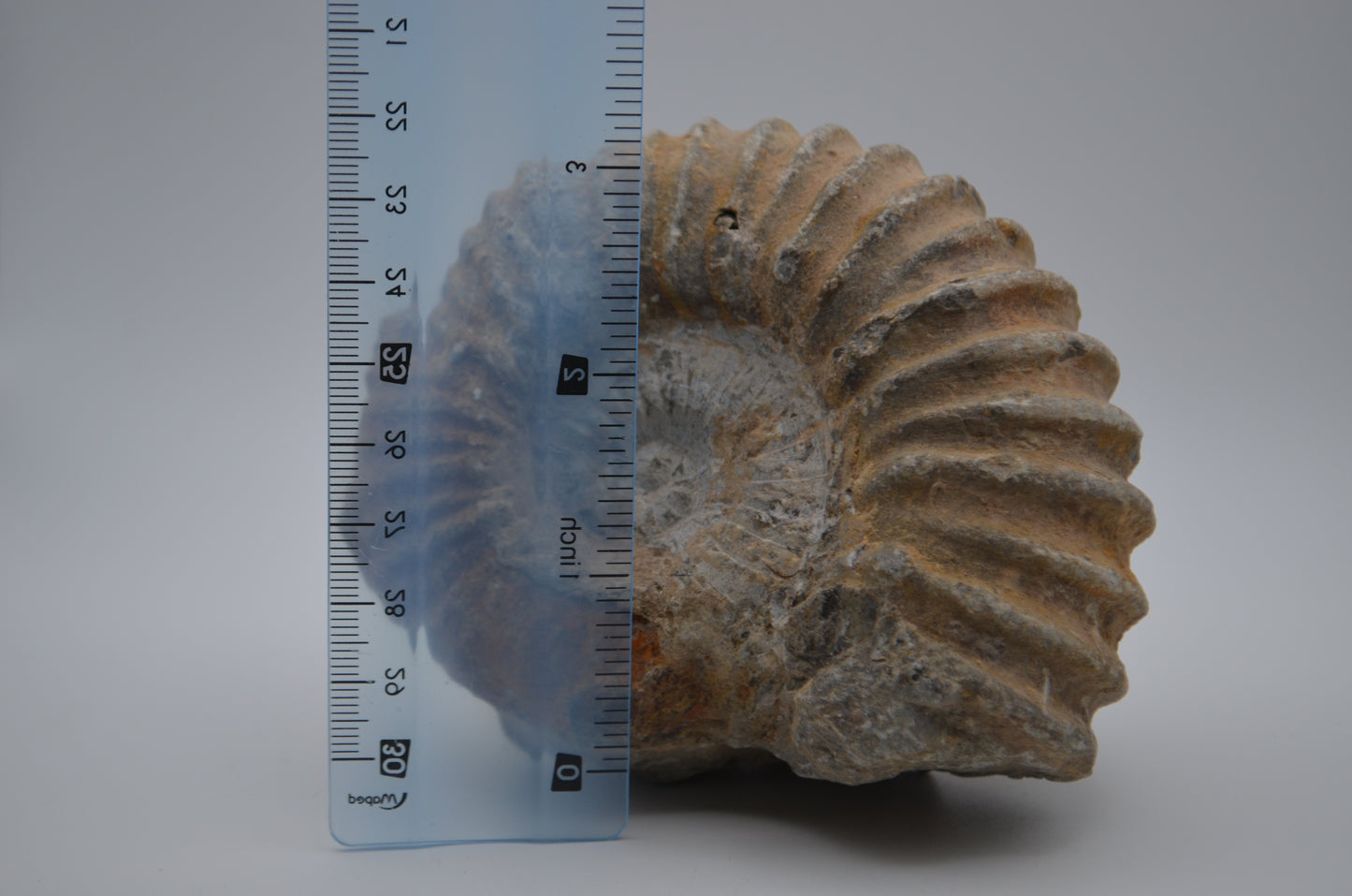 Ammonite