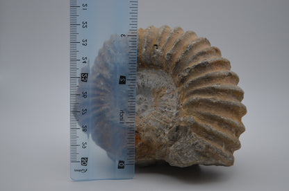Ammonite