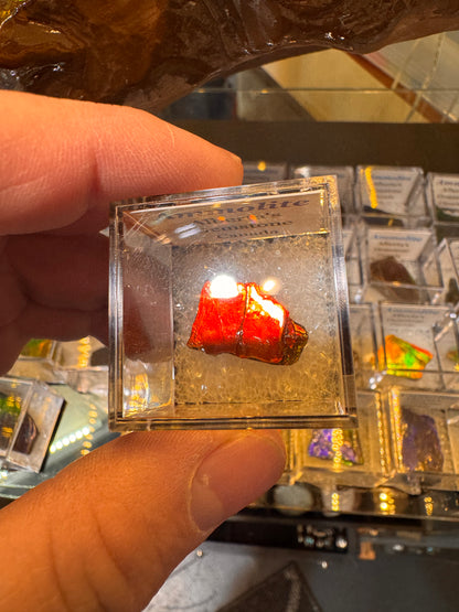 AMMOLITE collectables