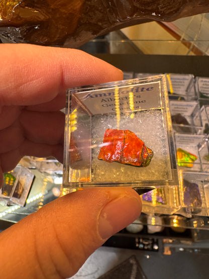 AMMOLITE collectables