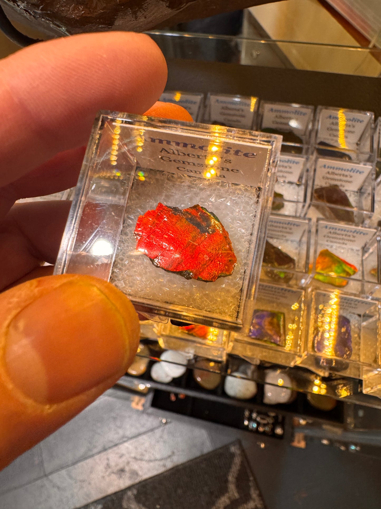 AMMOLITE collectables